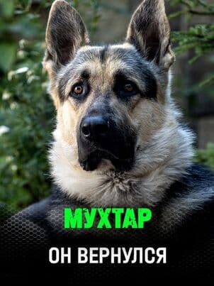 Постер Мухтар. Он вернулся